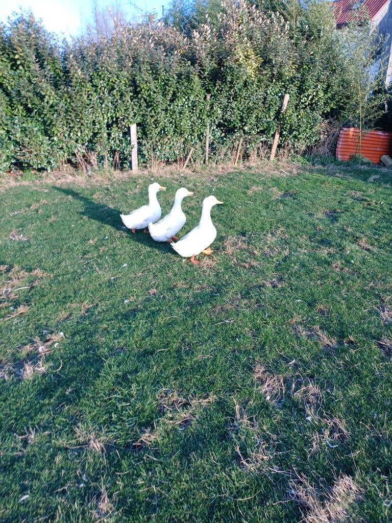 Canards de Pékin mâles, Animaux & Accessoires, Volatiles, Mâle, Canard