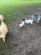 Mini Dwerggeitjes, Dieren en Toebehoren, Schapen, Geiten en Varkens