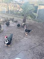 Barberie eenden 3 X mannelijk, Dieren en Toebehoren, Pluimvee, Mannelijk