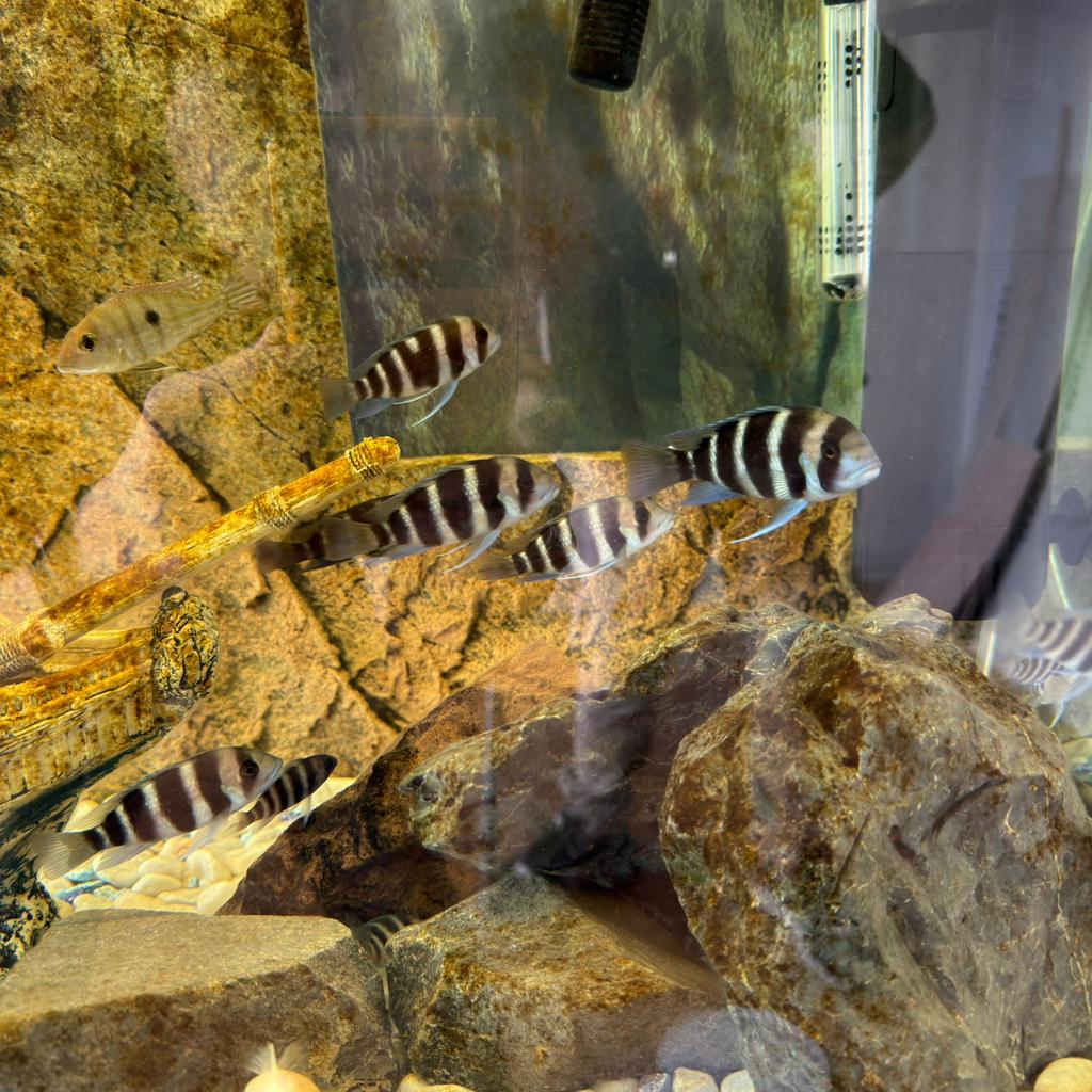 Frontosa cichlides, Animaux & Accessoires, Poissons | Poissons d'aquarium