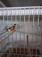 Harlekijn man gladkop, Dieren en Toebehoren, Vogels | Kanaries