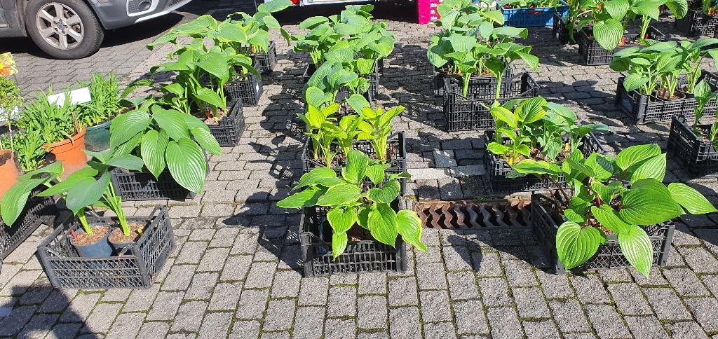 Hosta jonge scheuten 2026, Tuin en Terras, Vaste plant, Halfschaduw, Zomer, Ophalen
