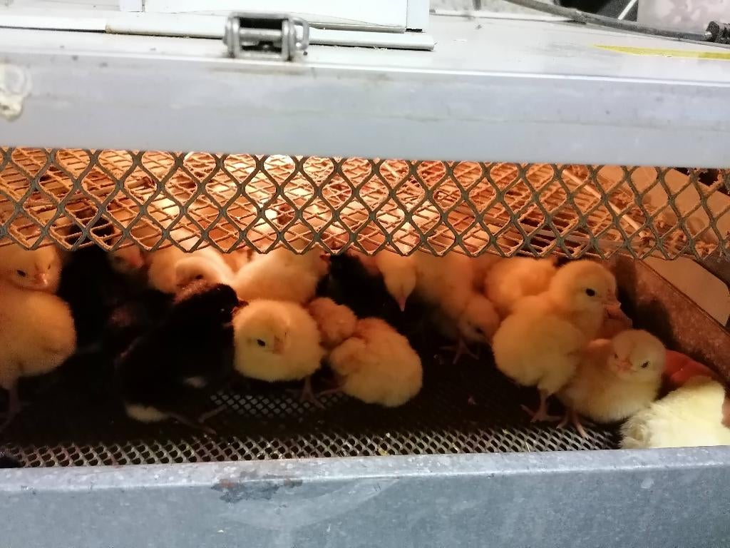 Kuikens poule de bresse en mechelse koekoek