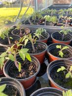 Tomaten plantjes, Ophalen