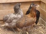 kippen : Araucana, Dieren en Toebehoren, Pluimvee, Meerdere dieren, Kip