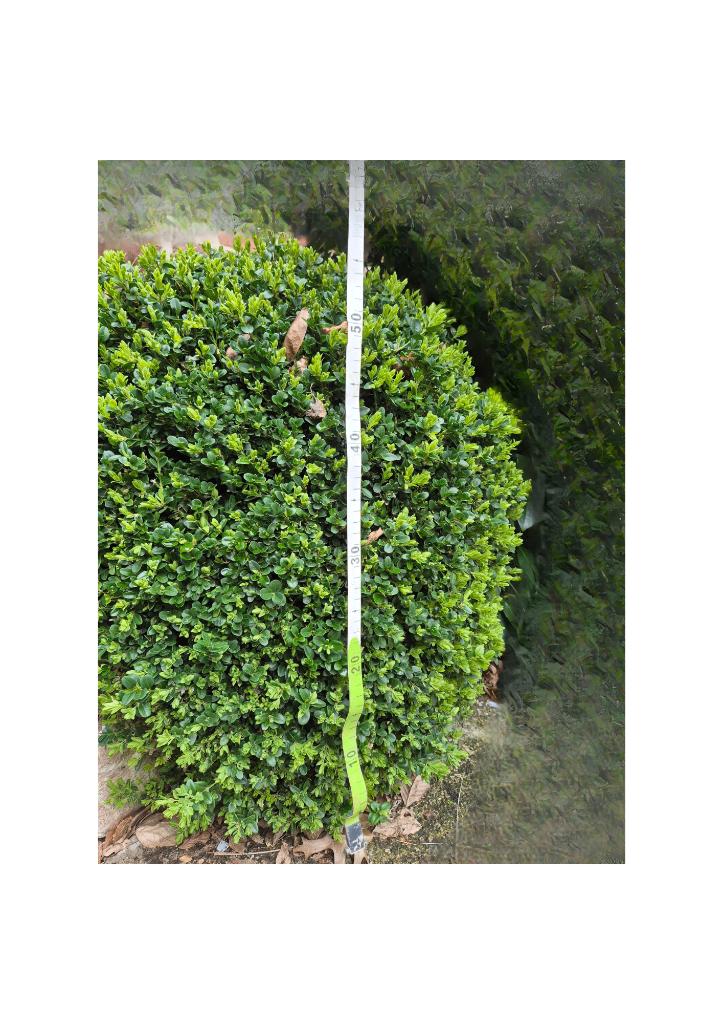 Buis sphérique - diamètre 55 cm, Jardin & Terrasse, Plantes | Jardin, Enlèvement, Plante fixe, Autres espèces