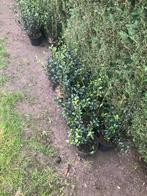 12 st. Osmantus burkwoodii 30/40 cm C2, Ophalen