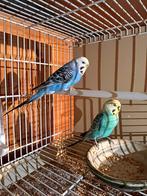 Koppel parkieten, Dieren en Toebehoren, Parkiet