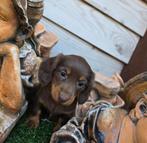 Lieve Teckel pups, Poils courts, Hépatite contagieuse (maladie de Rubarth), 8 à 15 semaines, Plusieurs