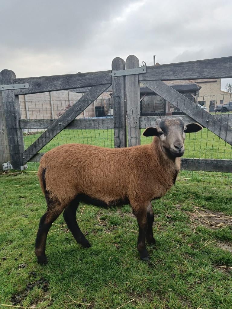 Kameroen schaap, Dieren en Toebehoren, Mannelijk, Schaap, 0 tot 2 jaar