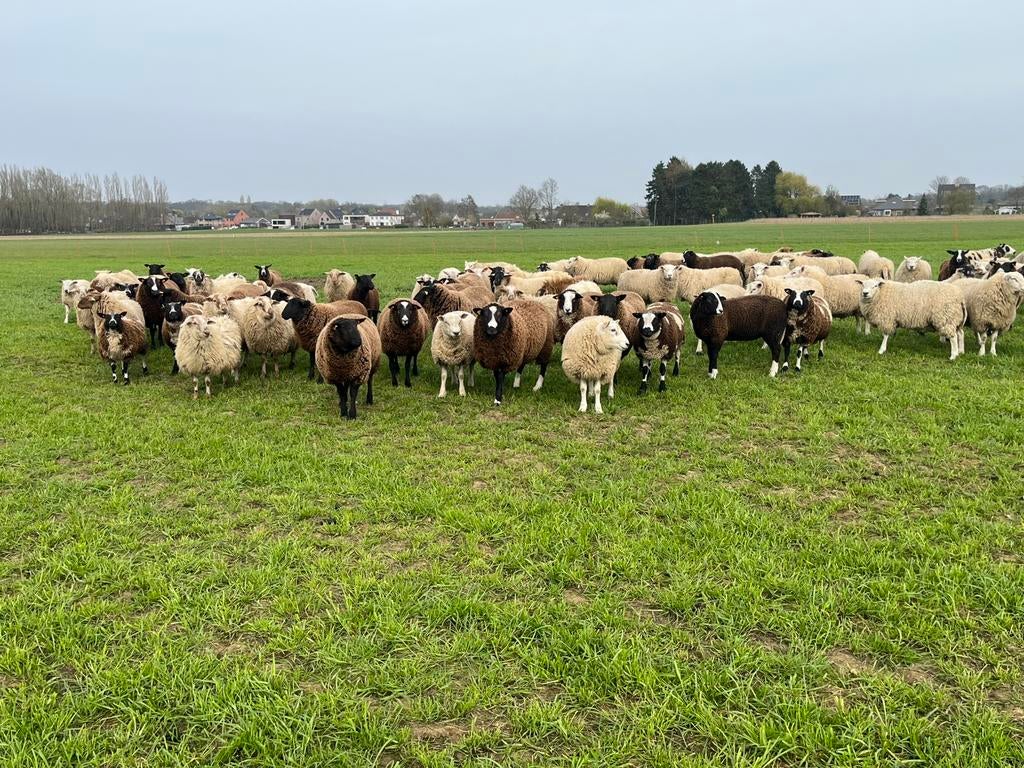 Rammen voor offerfeest nu zondag start verkoop, Dieren en Toebehoren, Schapen, Geiten en Varkens