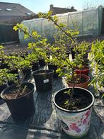 Stekelbes struik, Ophalen, Struik