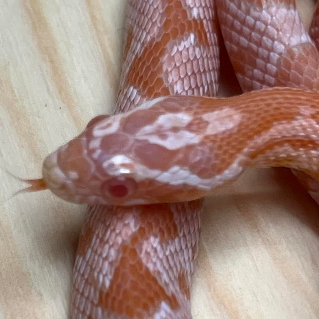 Salmon snow Korenslang 10 maand (Zeer ROZE), Slang, Tam, 0 tot 2 jaar