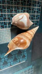 Coquillages, Enlèvement ou Envoi, Coquillage(s)