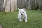 Prachtige West Highland White Terriërs (Westie) met stamboom, Parvo, België, Overige rassen, 8 tot 15 weken