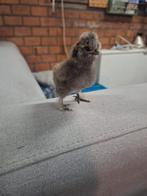 Usa zijdehoender kuikens, Geslacht onbekend, Kip