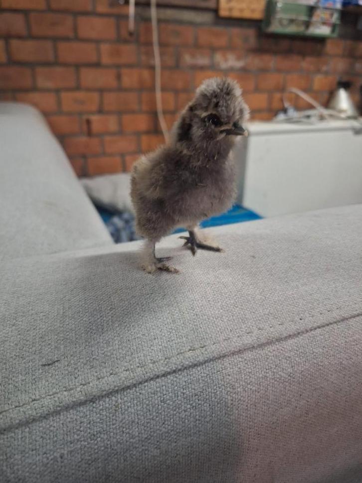 Usa zijdehoender kuikens, Dieren en Toebehoren, Pluimvee, Kip, Geslacht onbekend