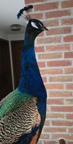 Opgezette prachtige pauw met lange staart 183cm hoogte, Ophalen, Nieuw, Vogel, Opgezet dier