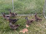 Mandarijn eenden, Dieren en Toebehoren