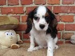 Cavalier King Charles puppy reutje, België, Reu, CDV (hondenziekte), 8 tot 15 weken