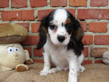 Cavalier King Charles puppy reutje beschikbaar voor biedingen