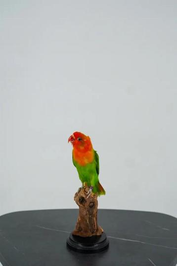 Opgezette Oranje Agapornis - Wildernis Atelier beschikbaar voor biedingen