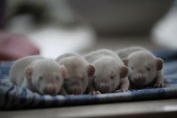 Dumbo rittens Siamees donker oog beschikbaar voor biedingen