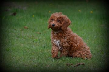 Poedel pups abrikoos beschikbaar voor biedingen