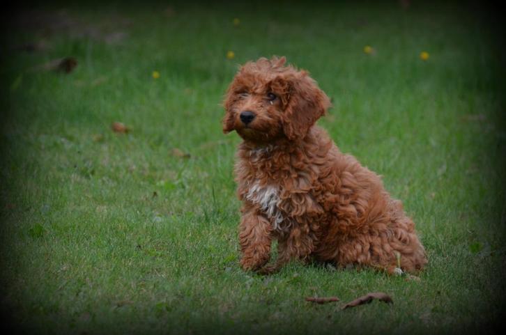 Poedel pups abrikoos, Dieren en Toebehoren, Honden | Chihuahua's en Gezelschapshonden, Reu, Poedel, Fokker | Professioneel, Meerdere