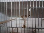 Harlekijn pop kuif 2025, Dieren en Toebehoren