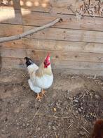 Gratis Sussex haantje 6 maanden