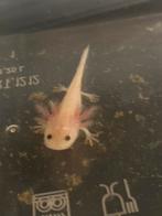 Axolotls 8 weken oud mogen na een nieuw huisje, Ophalen of Verzenden