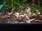 Galaxy (crevettes Caridina), Animaux & Accessoires