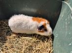 Us teddy cavia, Dieren en Toebehoren, Cavia
