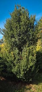 taxus boom, Tuin en Terras, Planten | Struiken en Hagen, Ophalen, Taxus