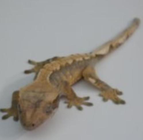 Geckos à cils, Animaux & Accessoires, Reptiles & Amphibiens, Lézard, 0 à 2 ans