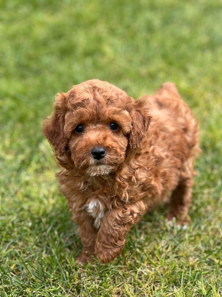 Bij ons geboren Poedel pupjes !!!, Dieren en Toebehoren, Honden | Chihuahua's en Gezelschapshonden, Meerdere dieren, Poedel, Fokker | Professioneel