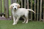 Prachtige Golden retriever pups (ouders aanwezig), Dieren en Toebehoren, Honden | Retrievers, Spaniëls en Waterhonden, Golden retriever