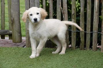 Prachtige Golden retriever pups (ouders aanwezig) beschikbaar voor biedingen