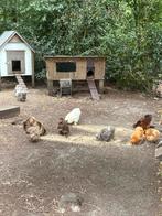USA zijdehoen broedeieren ( GRATIS VERZENDING), Dieren en Toebehoren, Pluimvee, Kip