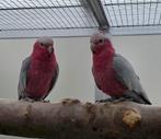 Rosé kaketoe, Dieren en Toebehoren