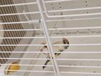 Chardoneret panaché, Dieren en Toebehoren, Vogels | Overige Vogels, Mannelijk, Geringd