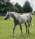 9 jarige arabische  hengst, Dieren en Toebehoren, Hengst, Zadelmak, Gechipt, 7 tot 10 jaar