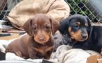 Huiselijke dwergteckel pups, Meerdere, 8 tot 15 weken, Meerdere dieren, België