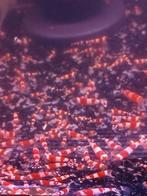 Crystal red garnalen, Dieren en Toebehoren, Vissen | Aquariumvissen
