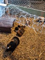 Cavia, Dieren en Toebehoren, Cavia