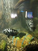 Nog 2 koppels Zebra Cicliden beschikbaar !!!., Dieren en Toebehoren, Vis, Zoetwatervis