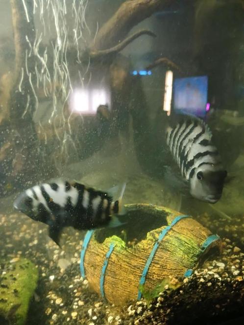 Nog 2 koppels Zebra Cicliden beschikbaar !!!., Dieren en Toebehoren, Vissen | Aquariumvissen, Zoetwatervis, Vis