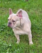 Franse Bulldog dekreu, Dieren en Toebehoren, België, Fokker | Hobbymatig, Reu, Eén hond