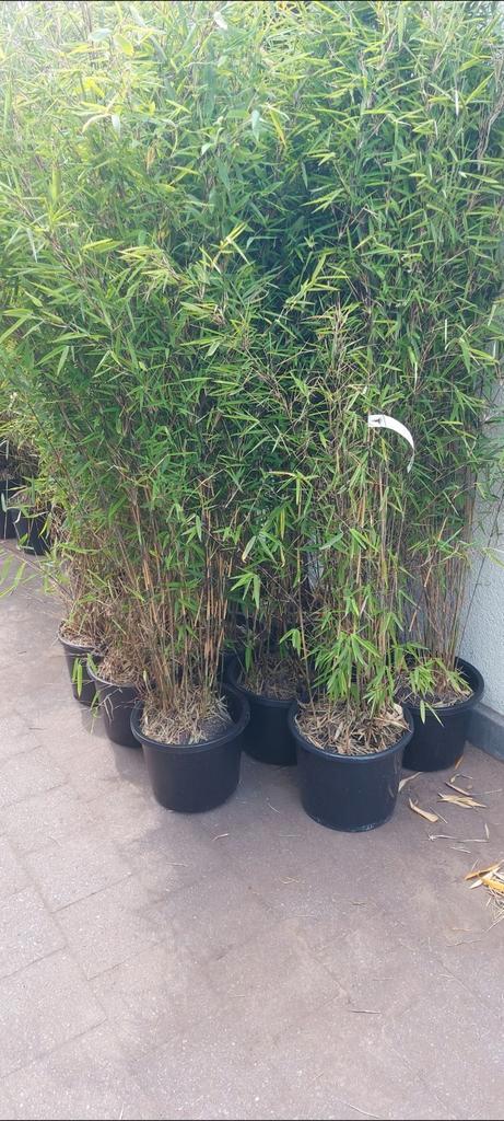 niet woekerende bamboe soorten , fargesia, Tuin en Terras, Planten | Struiken en Hagen, Haag, Bamboe, Ophalen